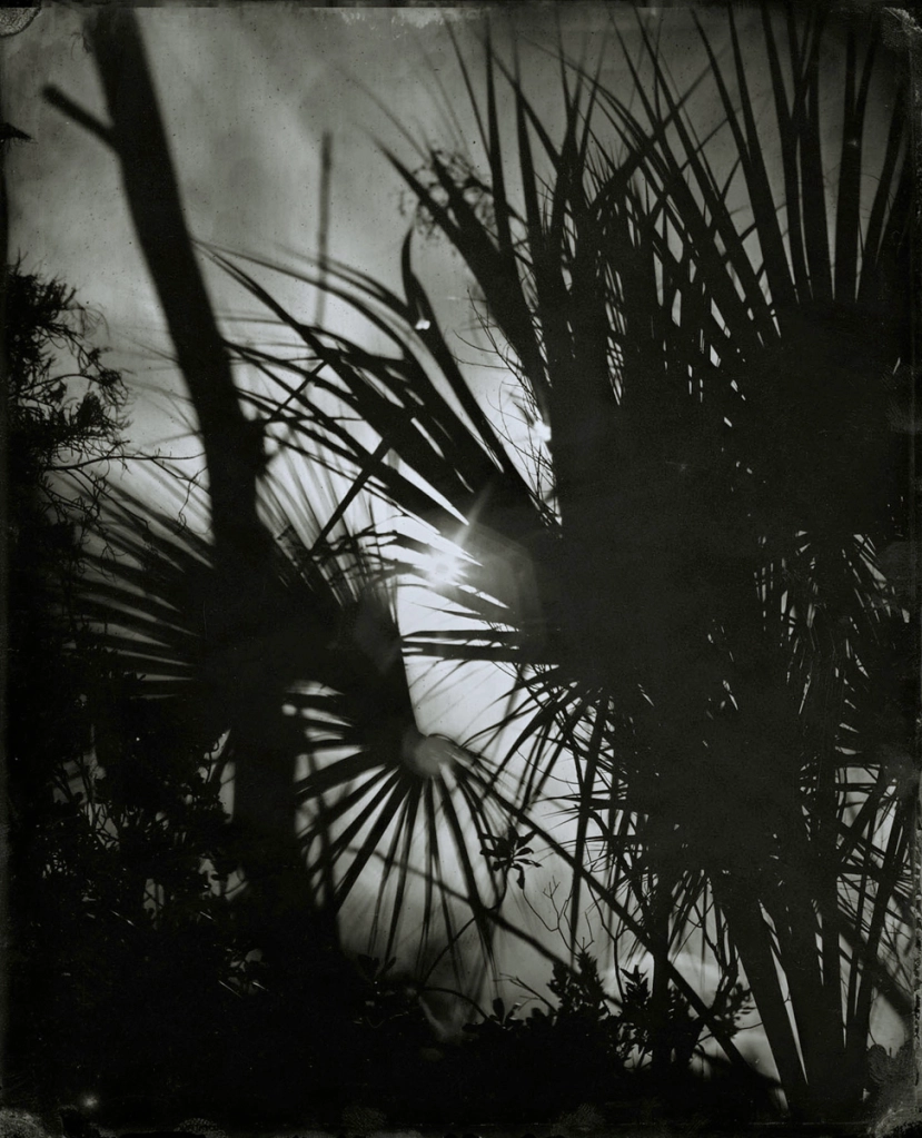 cole caswell colecaswell tintype everglades
